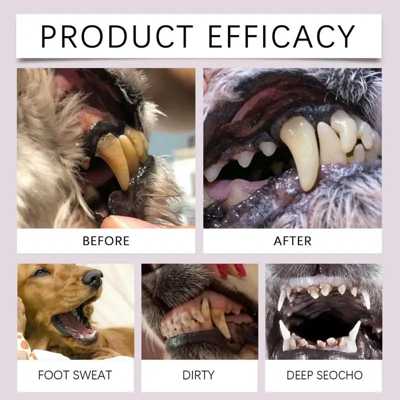 Pen Pet Teeth Cleaning
