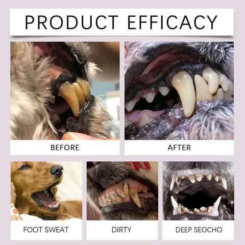 Pen Pet Teeth Cleaning