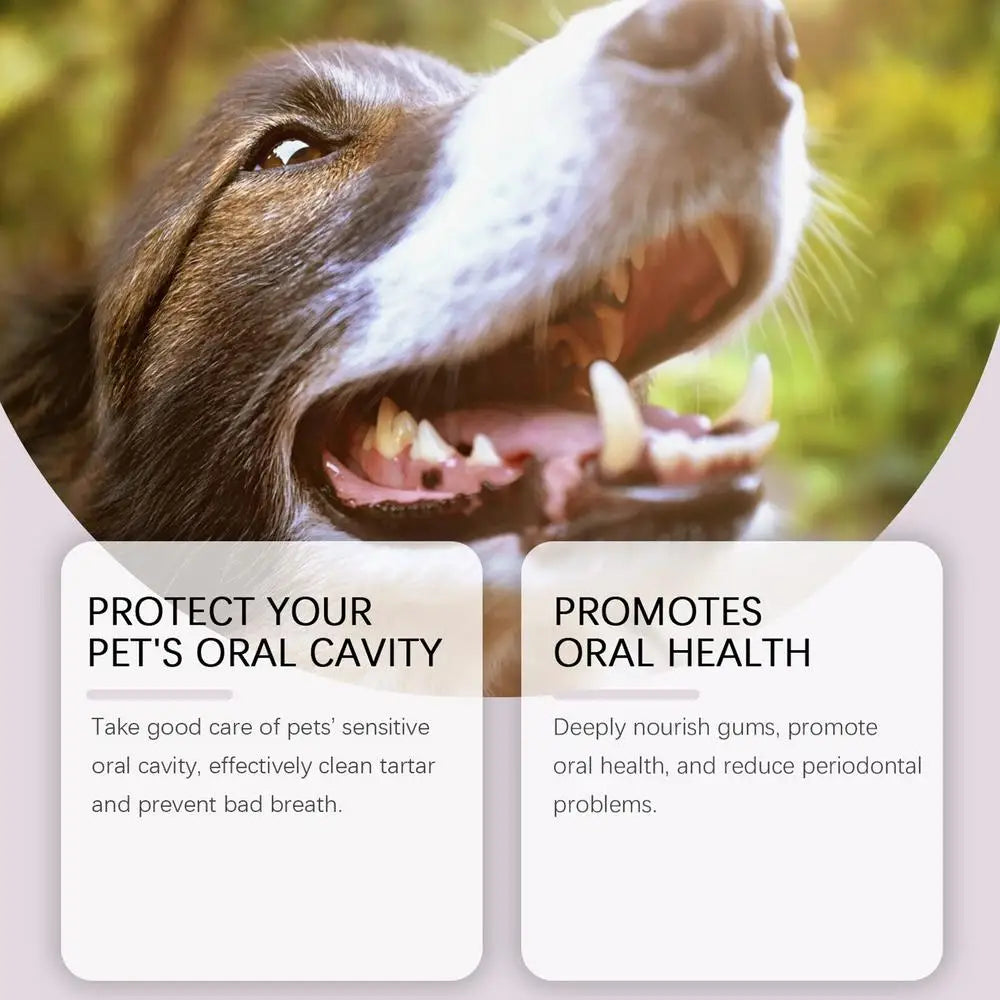 Pen Pet Teeth Cleaning